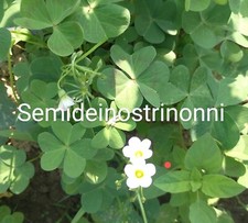 10 BULBI  Trifoglio BIANCO