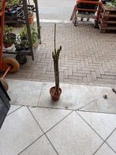 Pianta di frangipani -
