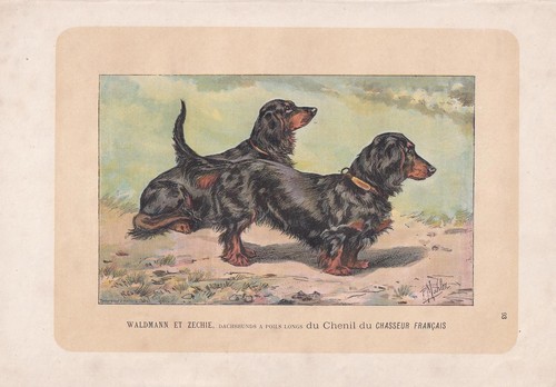 Stampa cane bassotto 1896 - bassotto,