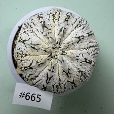 Prezzo di vendita flash Cacti