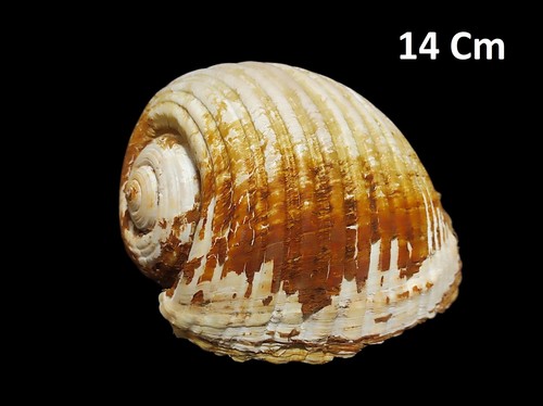 Conchiglia grande fossile