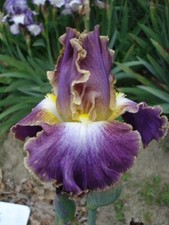 iris barbata bicolor n°5