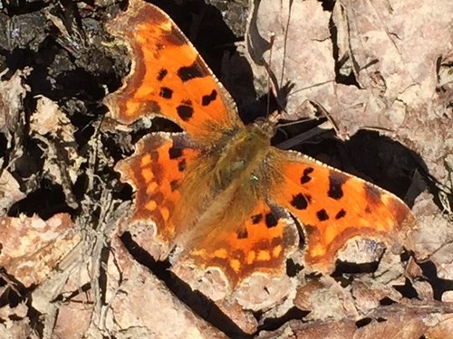 Photo 6x4 comma butterfly - 6x4,
