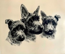 "Scotchterrier, 3" acquaforte