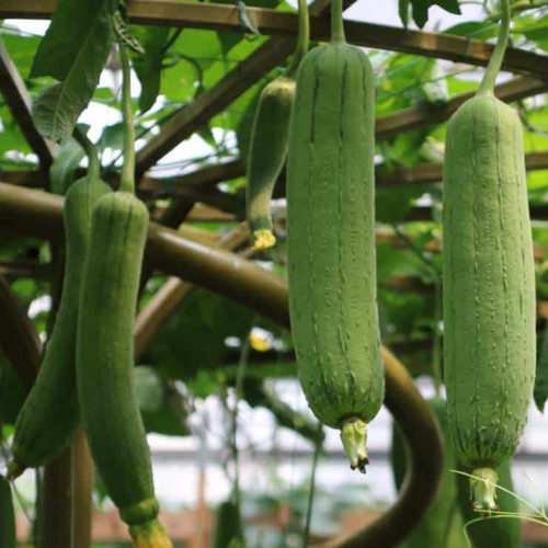Sementi semi zucca luffa - semi,