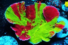 Grafted Montipora Capricornis