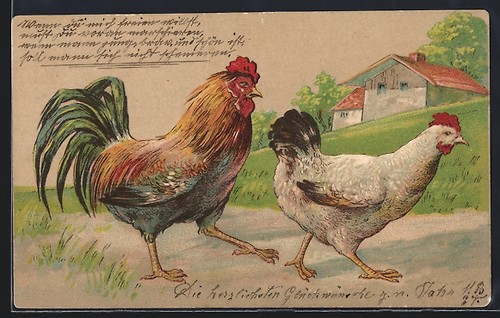 Cartolina gallo gallina su - e,