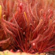 PIANTA CARNIVORA - DROSERA