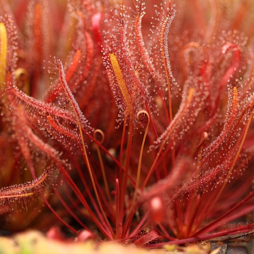 Pianta carnivora drosera - pianta,