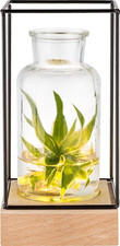 Vaso in Vetro Con Luce LED |