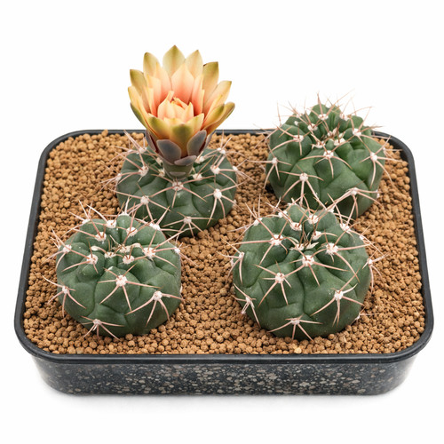 Gymnocalycium sigelianum seeds - gymnocalycium,