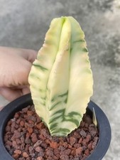 RarePiante di Cactus