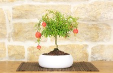 Bonsai di Melograno in ciotola