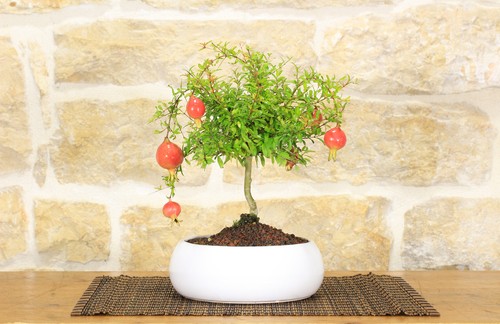 Bonsai melograno ciotola - melograno,