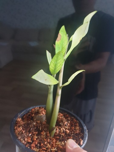 Vendo zamioculcas - vendo,