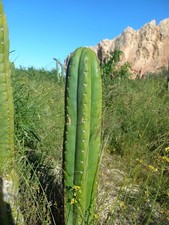 Pachanoi, San🌵Pedro 60x8