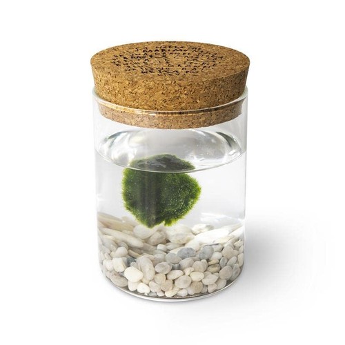 Marimo original sughero - original,