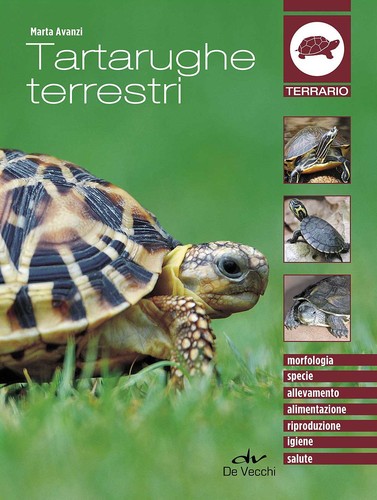 Tartarughe terrestri avanzi - terrestri,