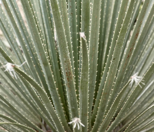 Dasylirion serratifolium - ,