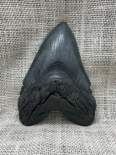 Antico dente squalo - antico,