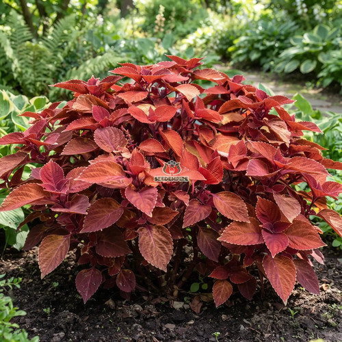 Coleus wizard sunset - wizard,