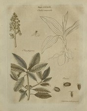 1797 Stampa Originale Orchis Masculina Orchidea Olea Fragrans Onisci