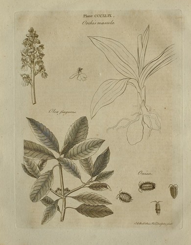 1797 original print - 1797, orchis