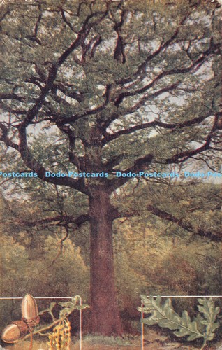 R180070 the oak - r180070, quercus