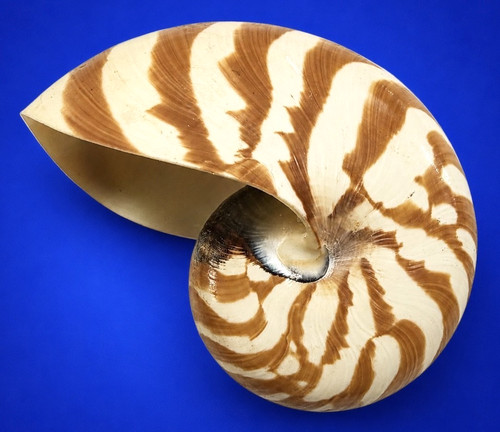 Conchiglia nautilus camerata - nautilus,