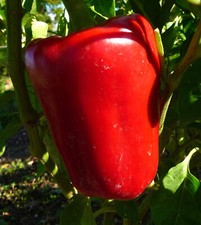 Capsicum annuum var. SEMI GROSSUM 'Nocera Red' -