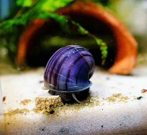Offerta lumaca acquario - lumaca,