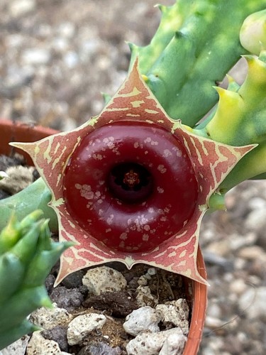Huernia zebrina variegata - zebrina,