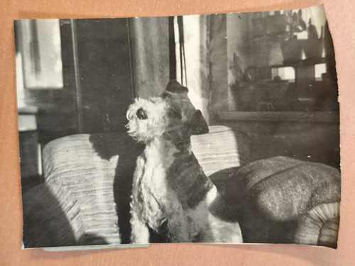 Foto fox terrier - cane, mf3