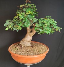 PRE BONSAI ESEMPLARE DI CARRUBO