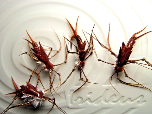 Irideus drift boat stonefly - irideus,