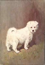 Samoiedo Cucciolo Cane De