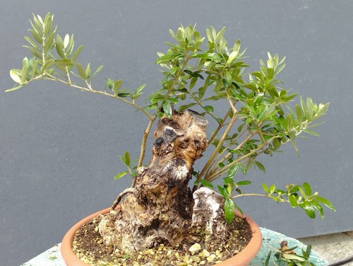 Bonsai olivastro 31x21m - olivastro,