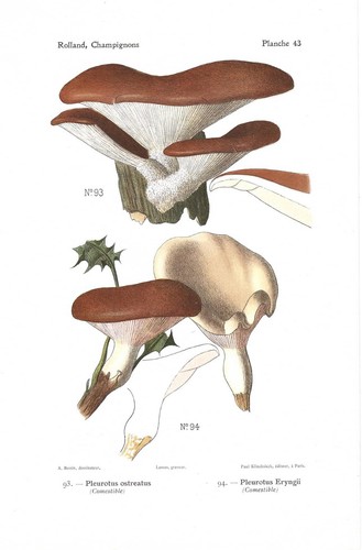 Stampa antica funghi - funghi, pleurotus