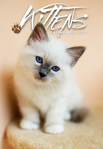 Gattini kittens calendario - gattini,