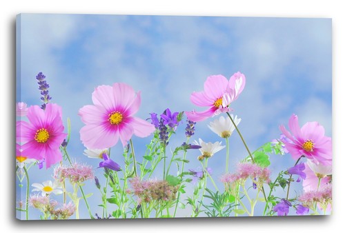 Tela cornice fiore foto - fiore,