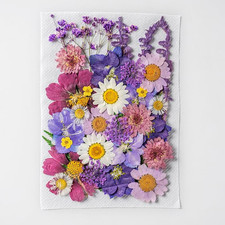 Fiori Secchi Naturali Set Di