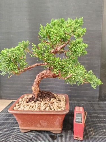 Bonsai ginepro chinesis cm - ginepro, 32