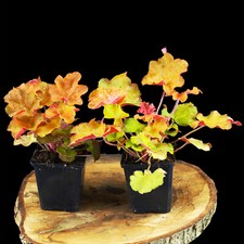 Campanellino viola heuchera - campanellino,