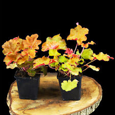 Campanellino viola Heuchera Caramel decorazione foglia perenne resistente in vaso