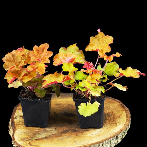 Campanellino viola heuchera - campanellino,
