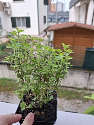 Pianta grande origano - pianta,