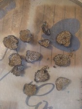 Tartufo nero uncinato