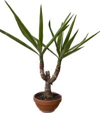Yucca elephantipes tronchetto felicita' pianta interno esterno vaso 20  h50 cm
