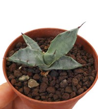 Agave colorata SELECTED C249 - Agave cenere | Agave colorata
