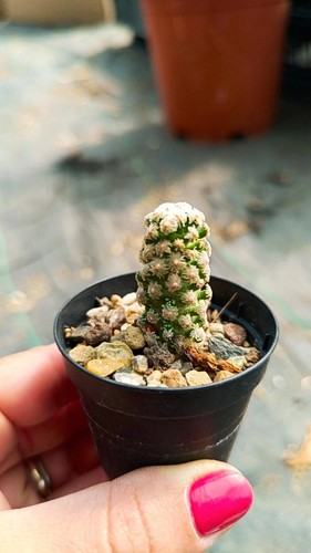 Mammillaria theresae cactus